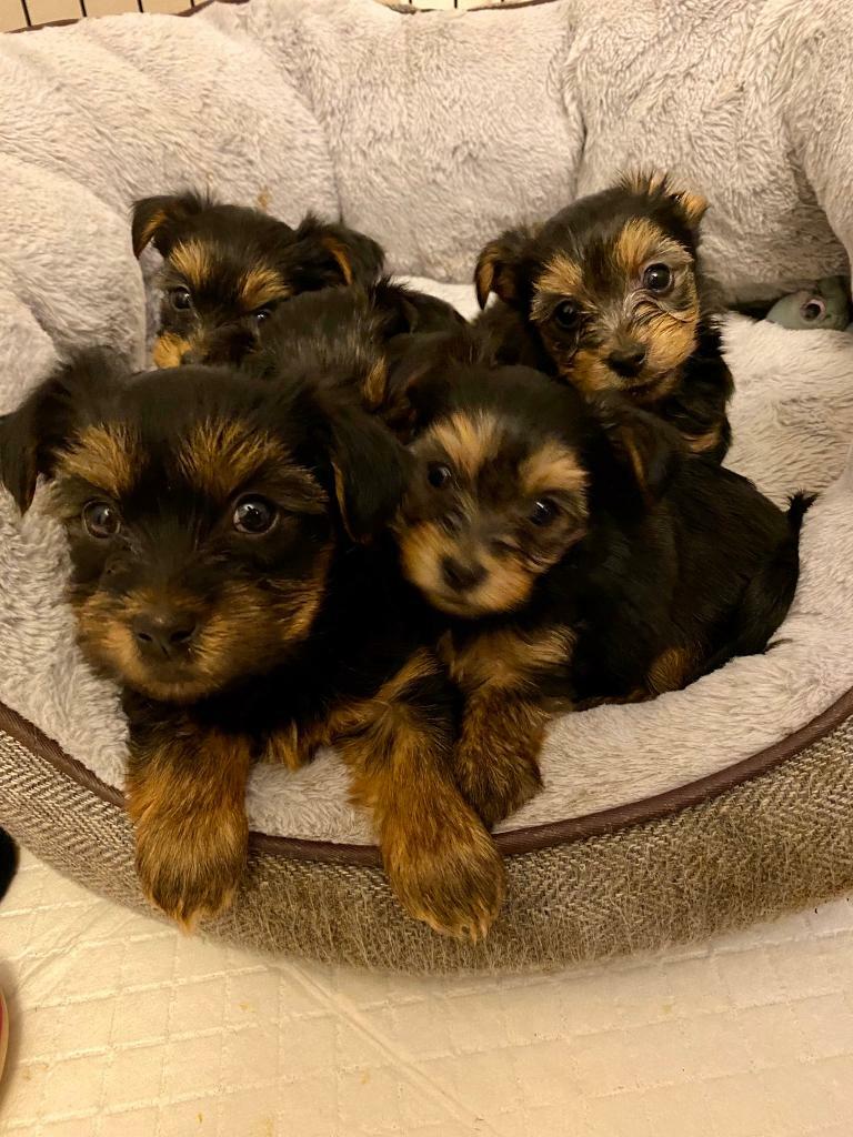 swim noodle dog cone